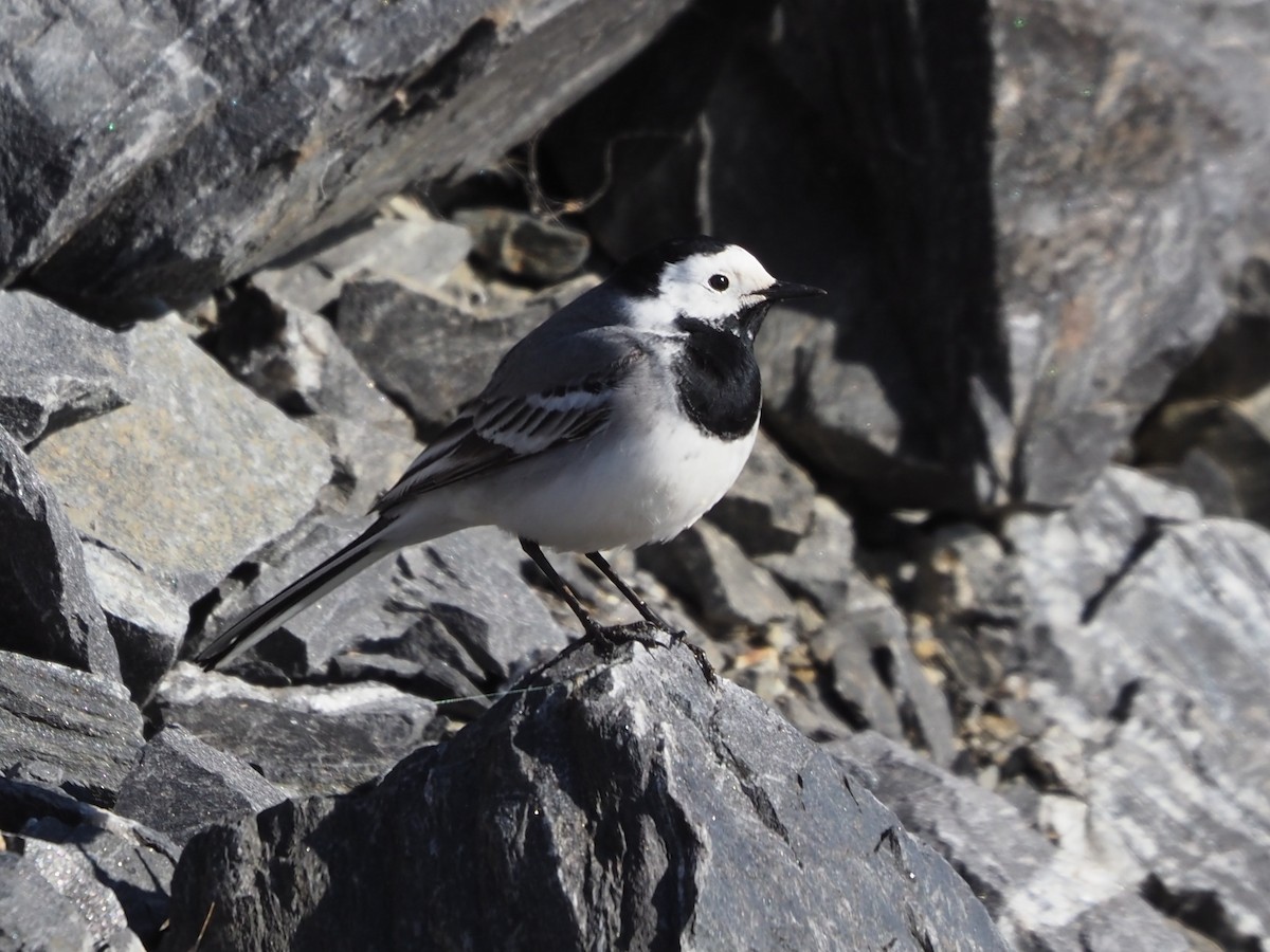 White Wagtail (White-faced) - ML619675793