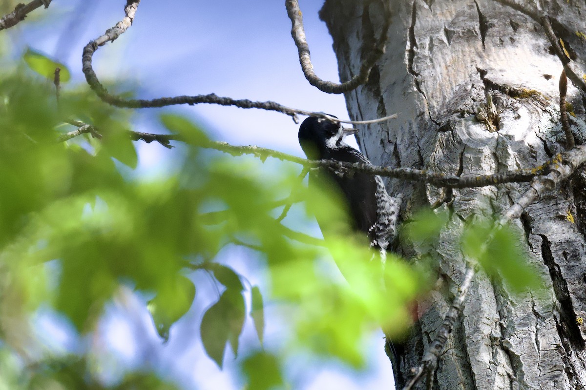 Black-backed Woodpecker - ML619675815