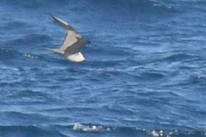 Long-tailed Jaeger - ML619675834