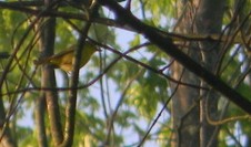 Yellow Warbler - ML619675872