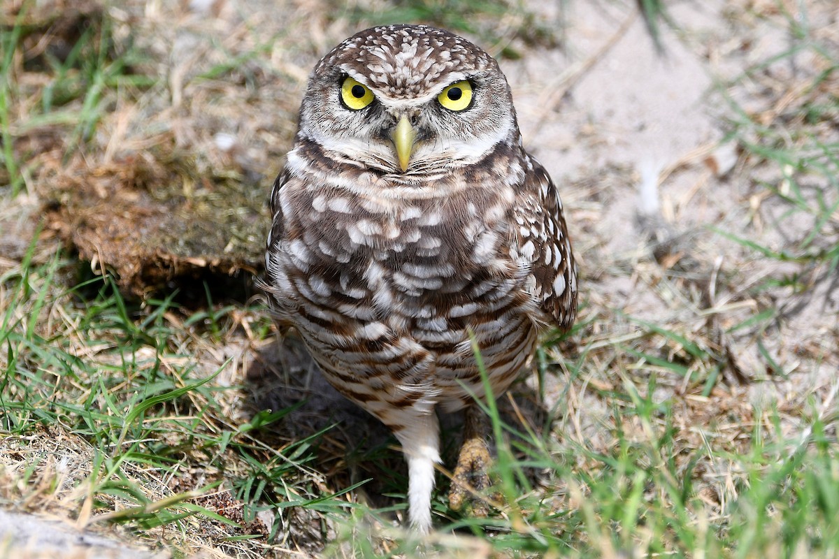 Burrowing Owl (Florida) - ML619675875