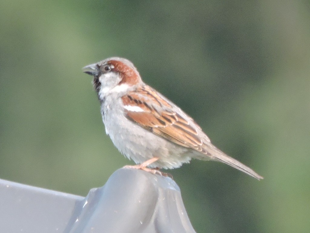 House Sparrow - ML619675895