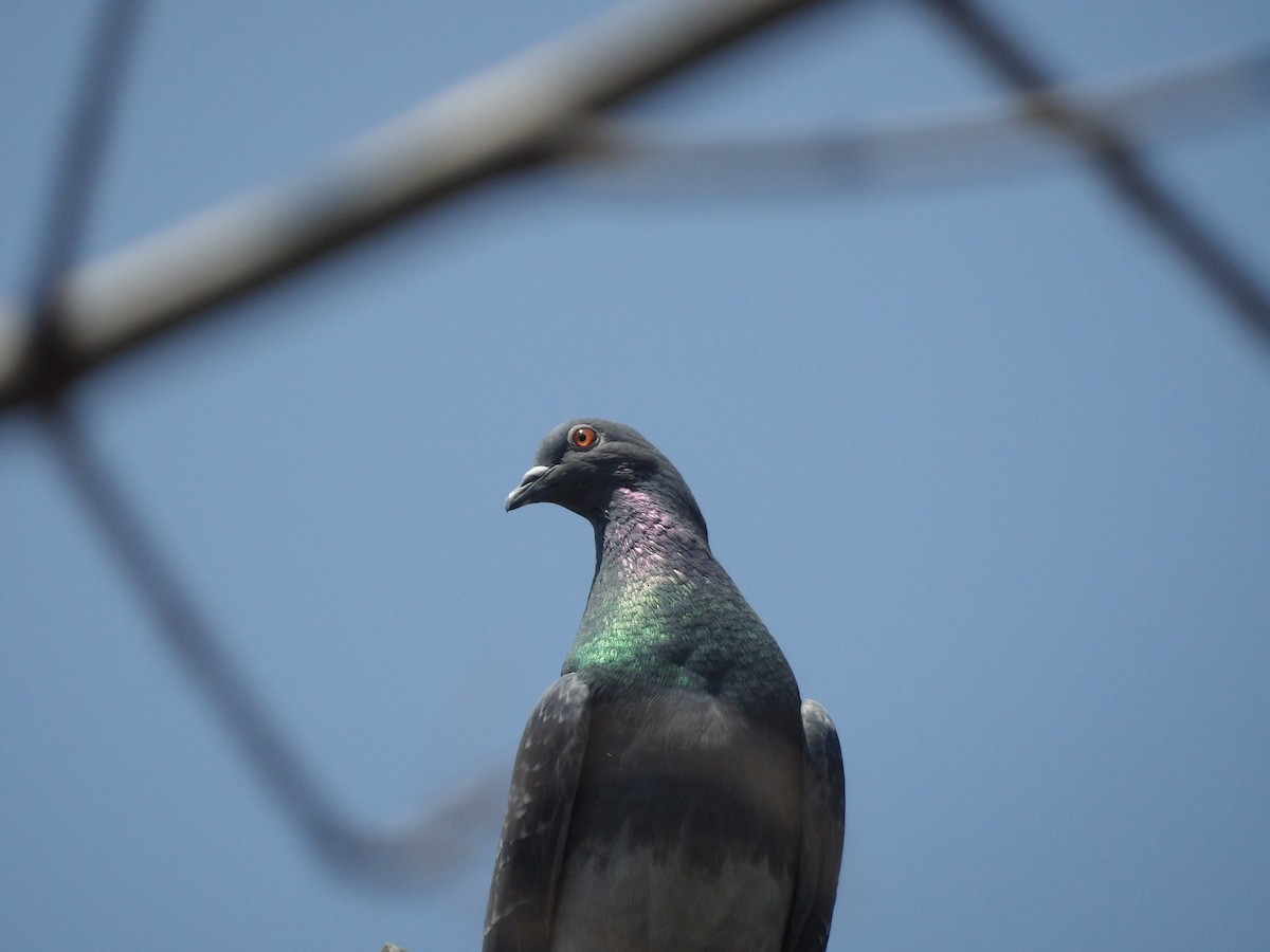 Rock Pigeon (Feral Pigeon) - ML619675896