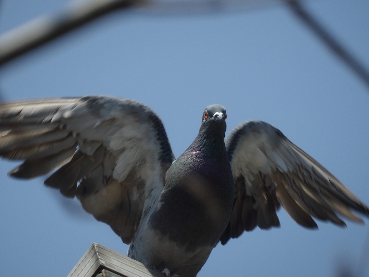 Rock Pigeon (Feral Pigeon) - ML619675911