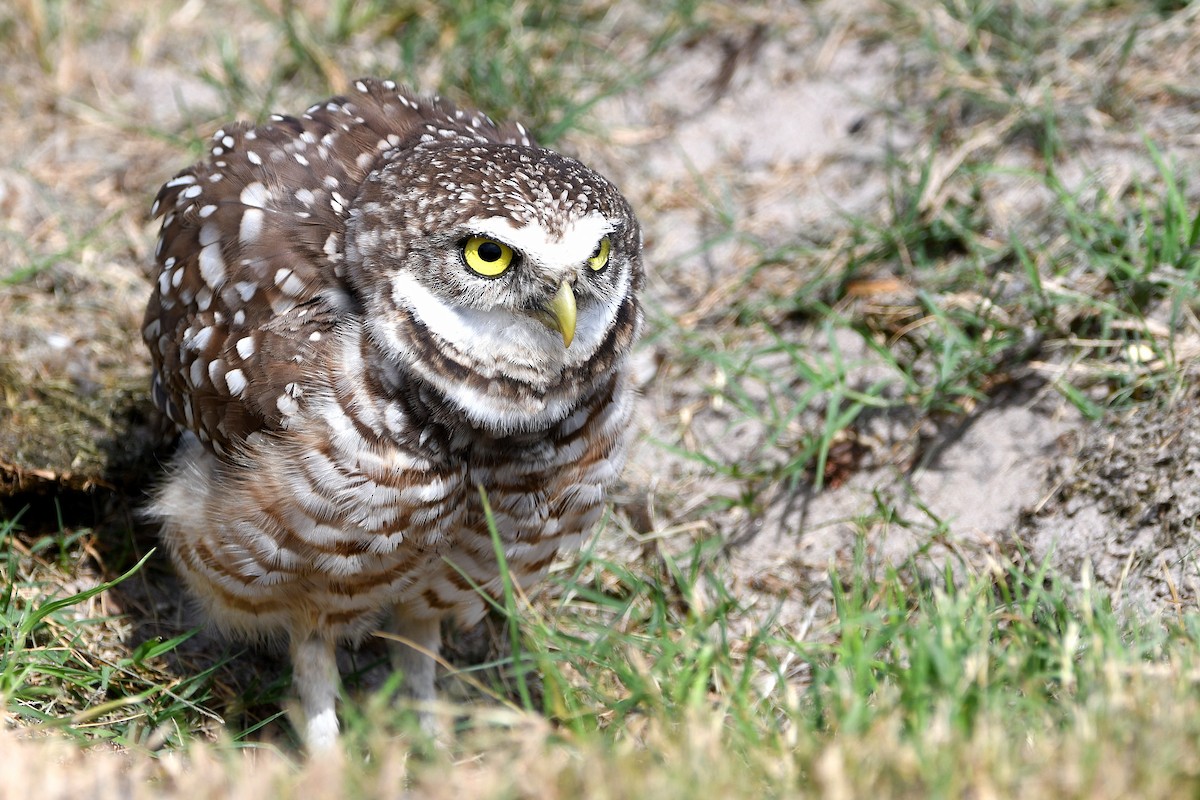 Burrowing Owl (Florida) - ML619675996