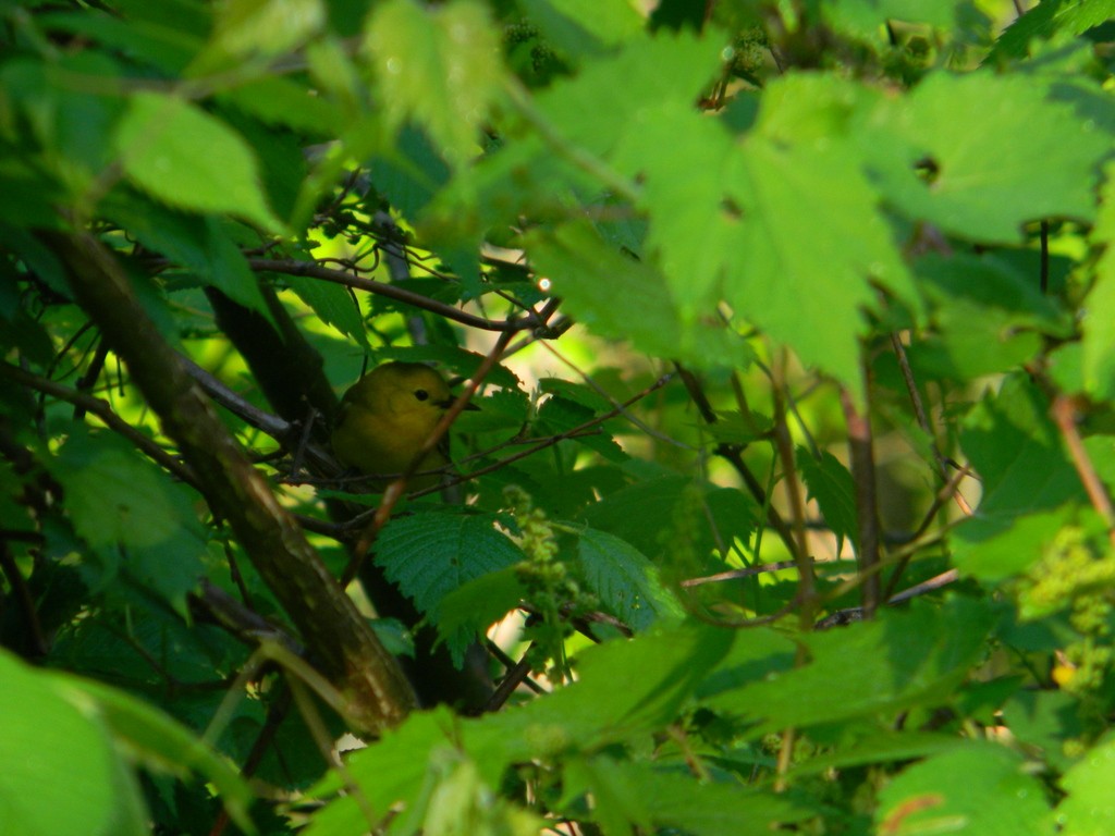 Prothonotary Warbler - ML619675998