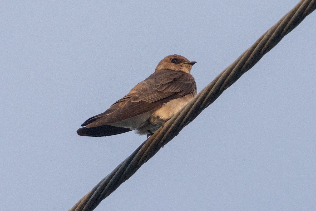 Northern Rough-winged Swallow - ML619676031