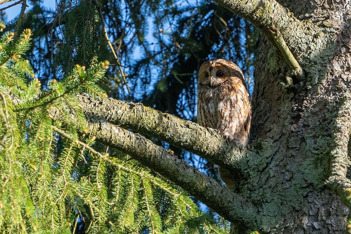 Tawny Owl - ML619676037
