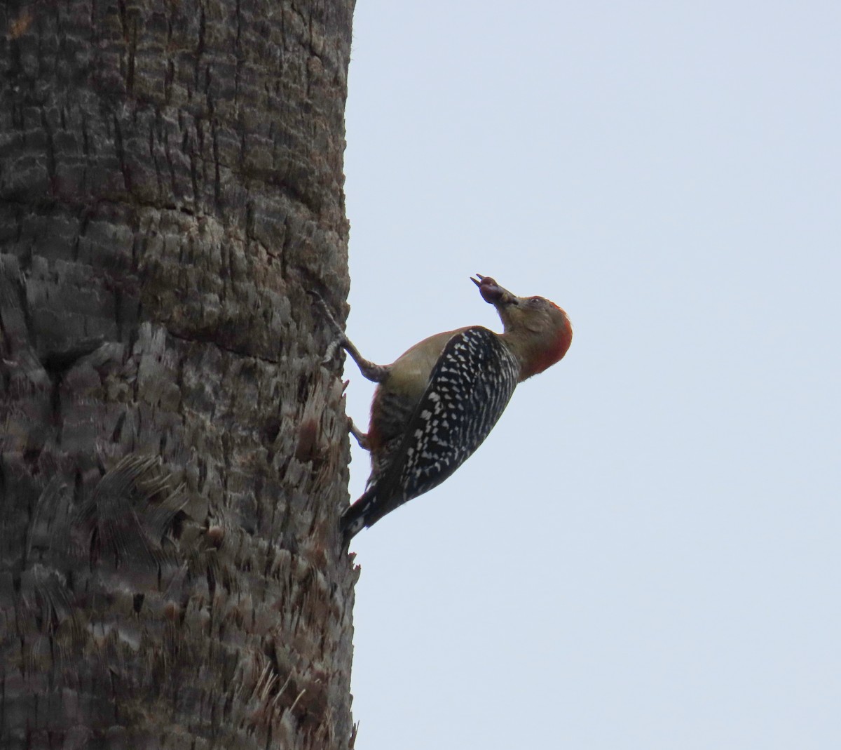 Red-crowned Woodpecker - ML619676038