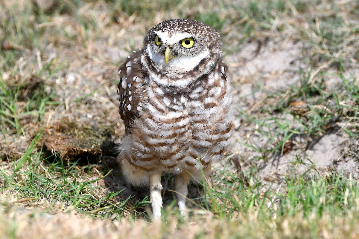 Burrowing Owl (Florida) - ML619676093