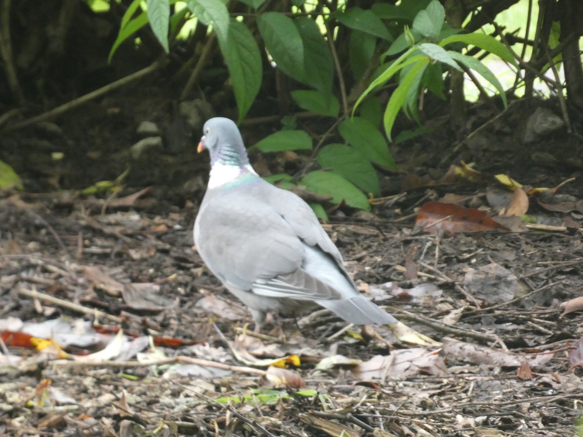 Common Wood-Pigeon - ML619676097