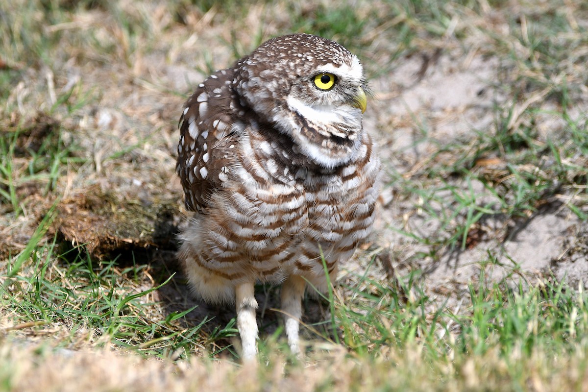 Burrowing Owl (Florida) - ML619676108
