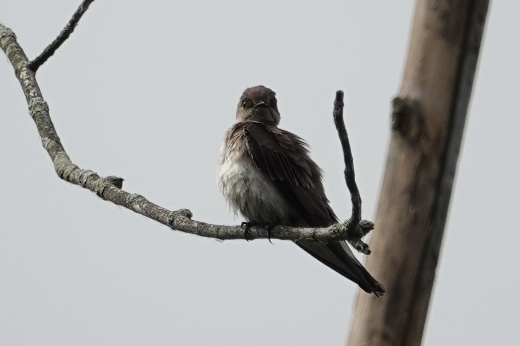 Northern Rough-winged Swallow - ML619676161