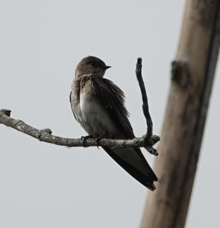Northern Rough-winged Swallow - ML619676162