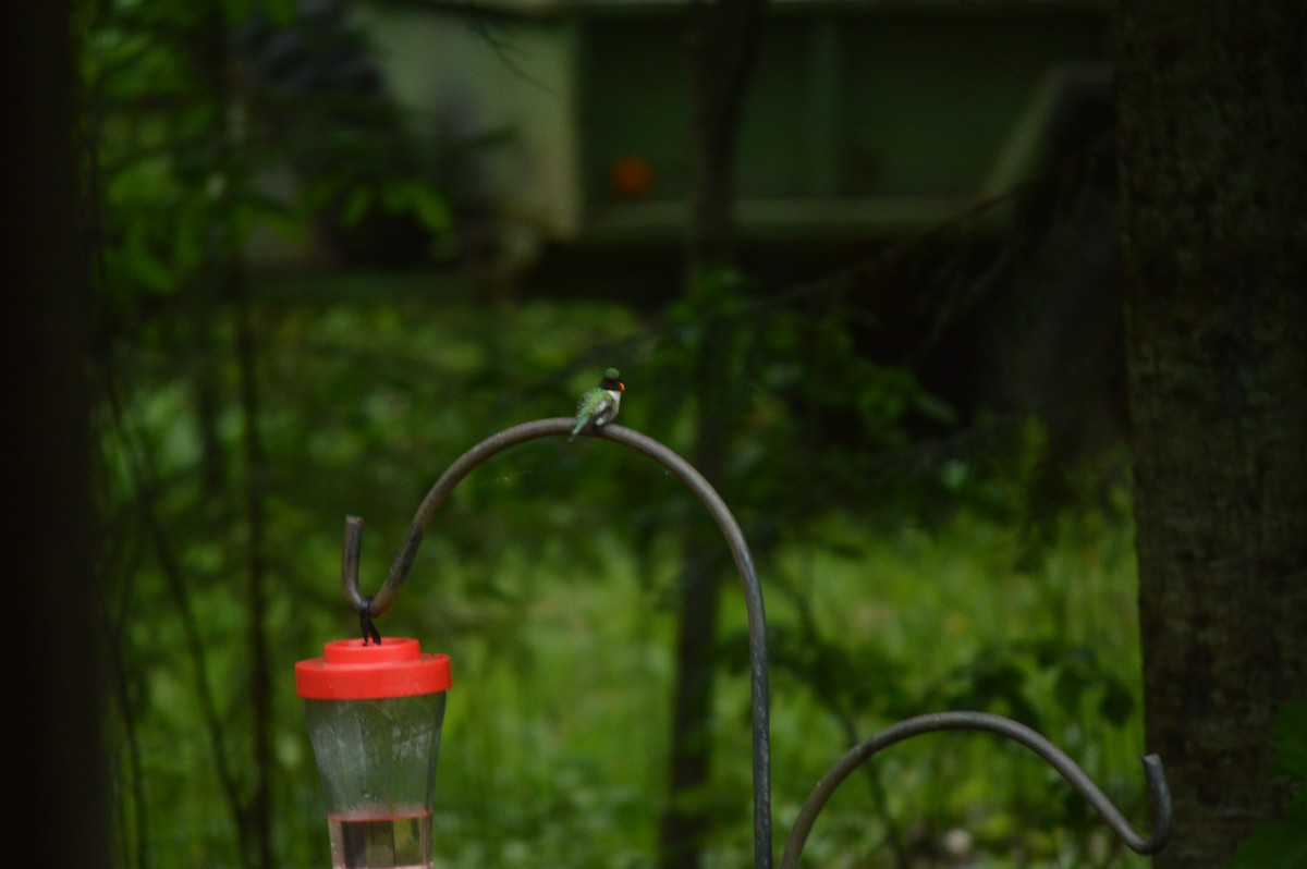 Ruby-throated Hummingbird - ML619676194