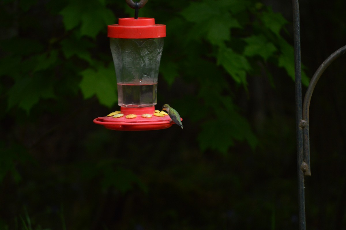 Ruby-throated Hummingbird - ML619676197