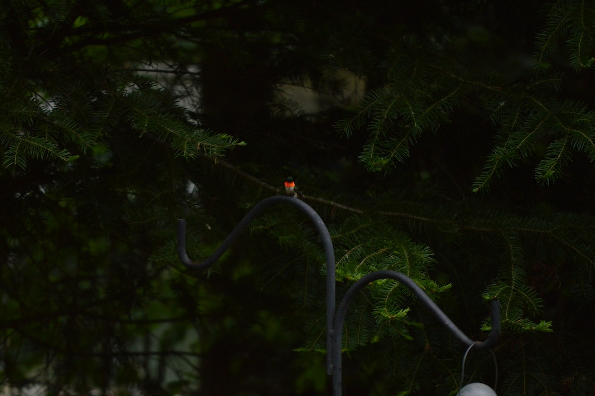 Ruby-throated Hummingbird - ML619676199
