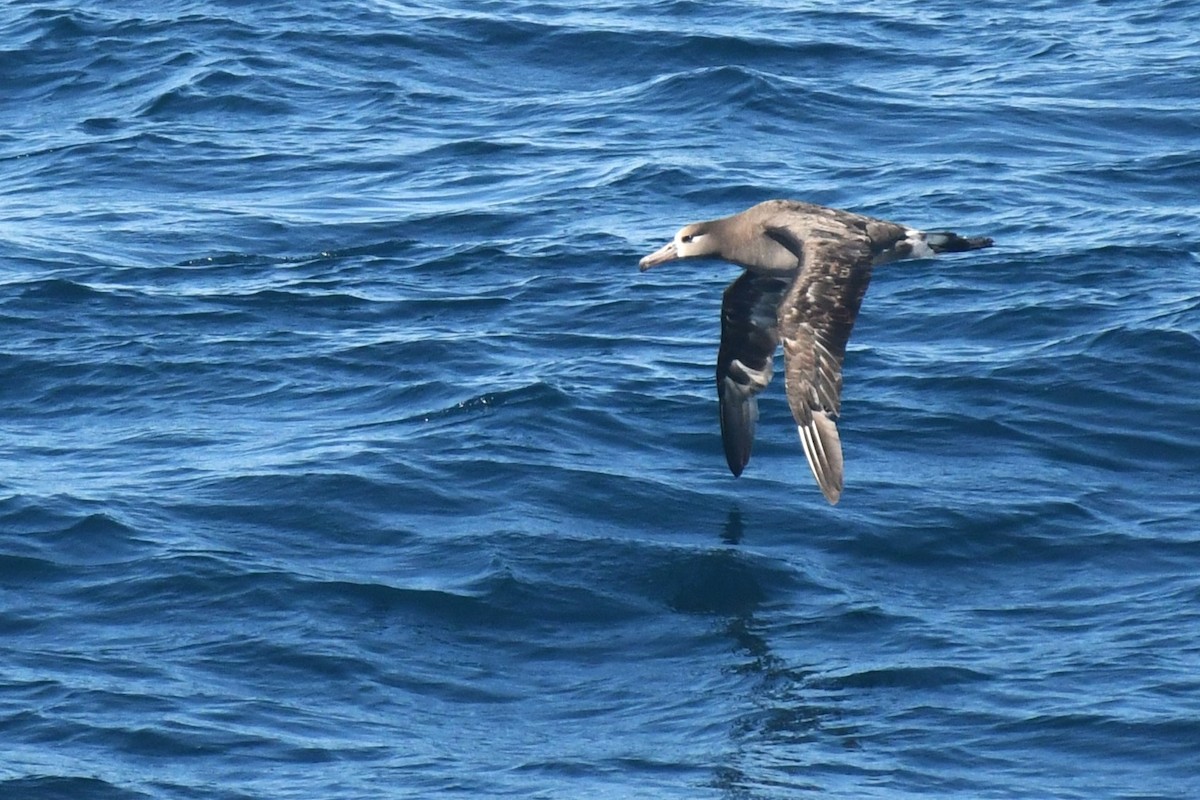 Black-footed Albatross - ML619676220