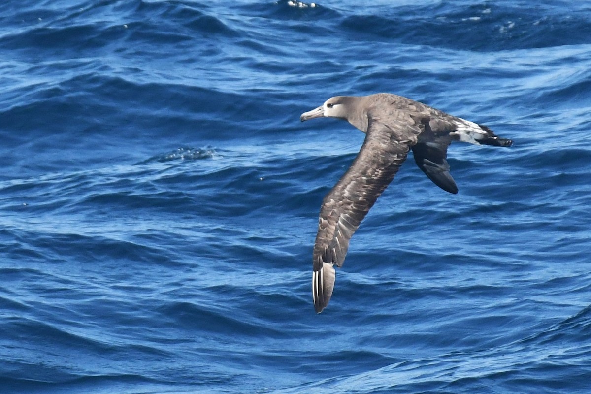 Black-footed Albatross - ML619676221