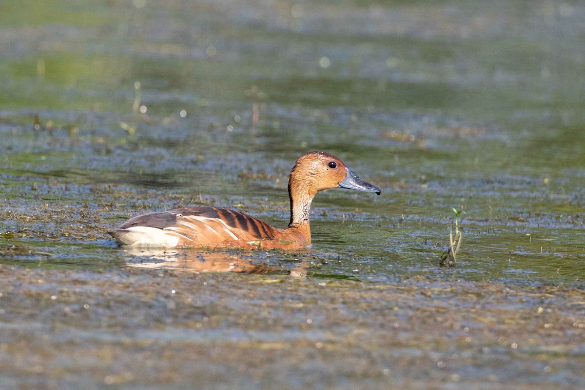 Fulvous Whistling-Duck - ML619676261
