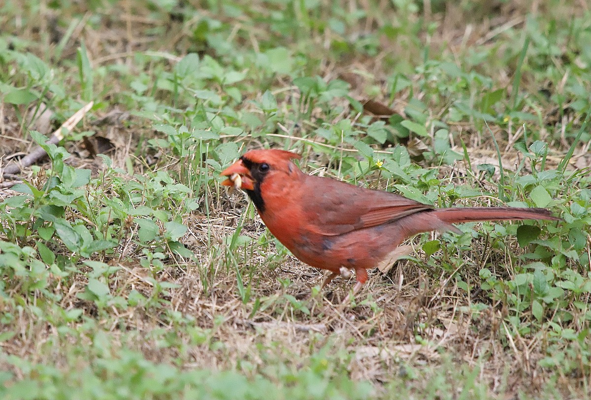 Cardinal rouge - ML619676273