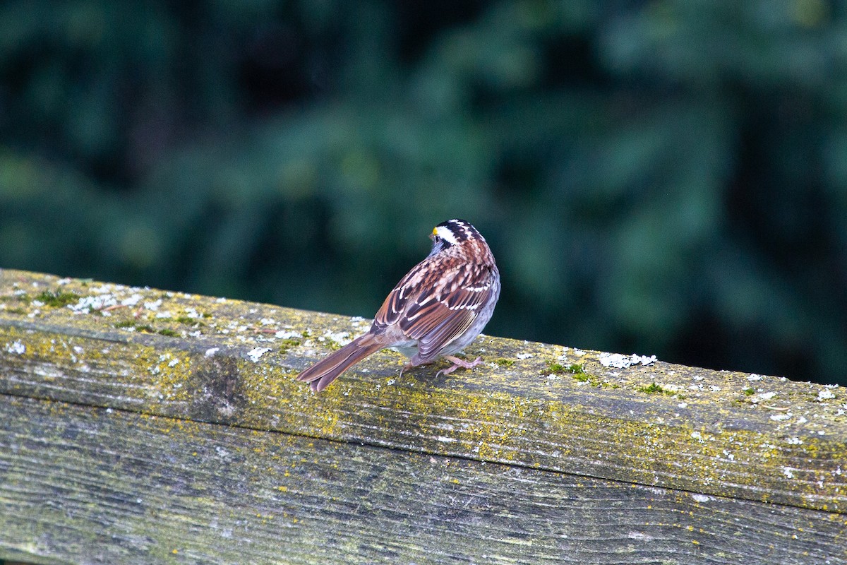 White-throated Sparrow - ML619676283