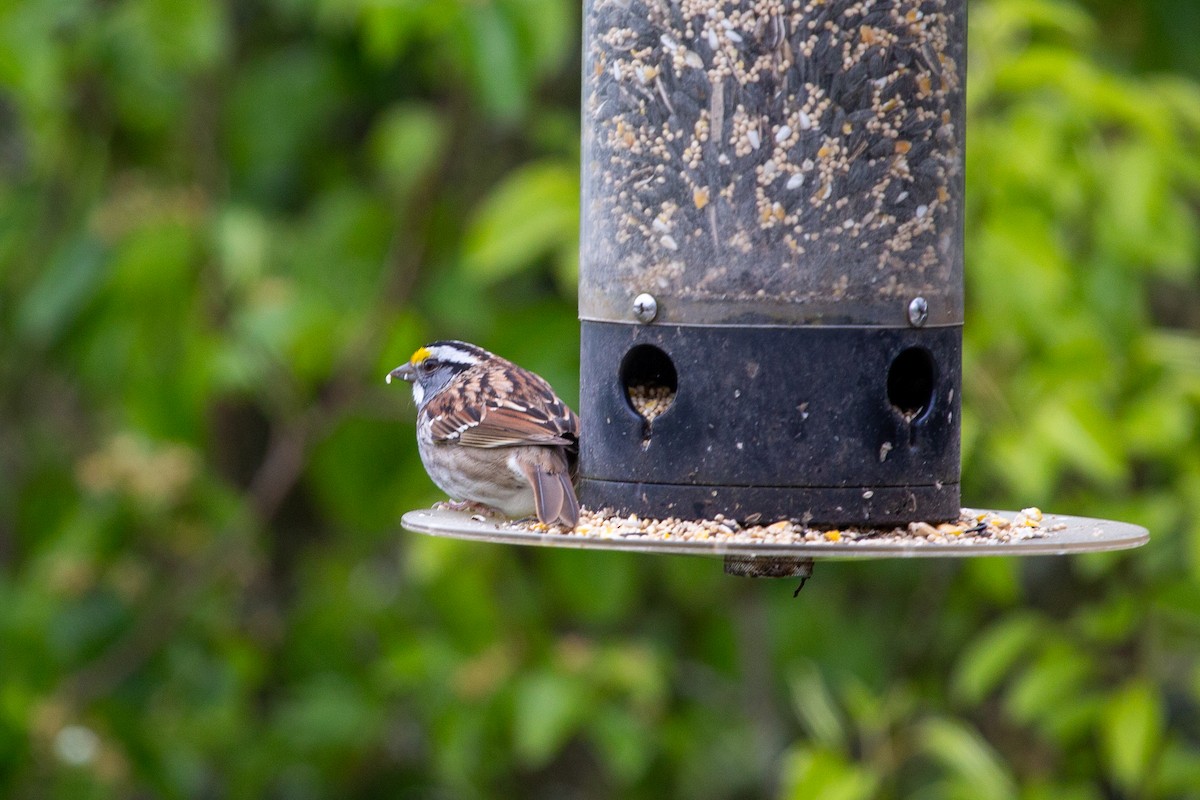 White-throated Sparrow - ML619676334