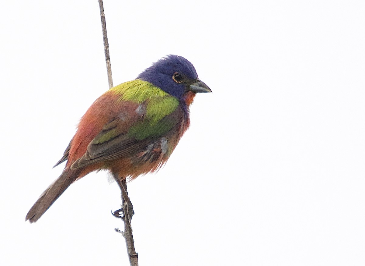 Painted Bunting - ML619676339