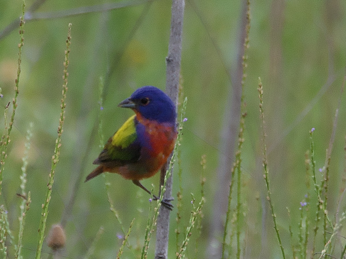 Painted Bunting - ML619676340
