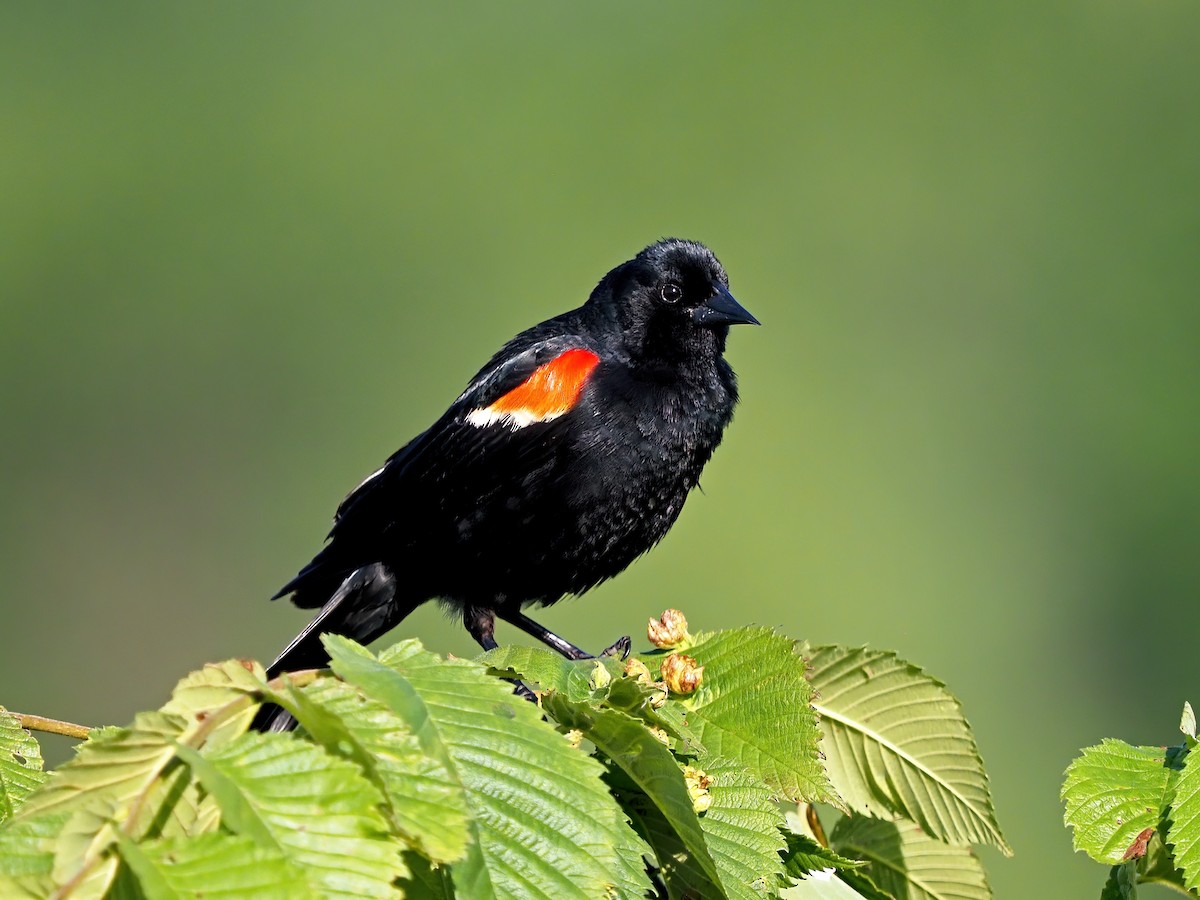 Red-winged Blackbird - ML619676421