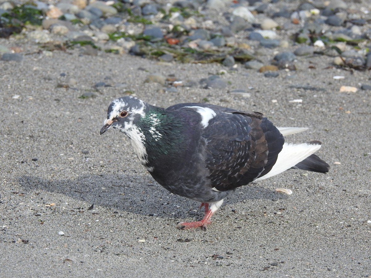 Rock Pigeon (Feral Pigeon) - ML619676507