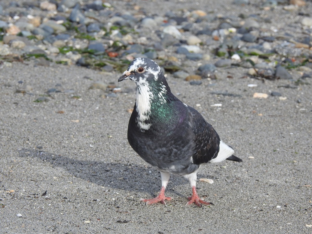 Rock Pigeon (Feral Pigeon) - ML619676508