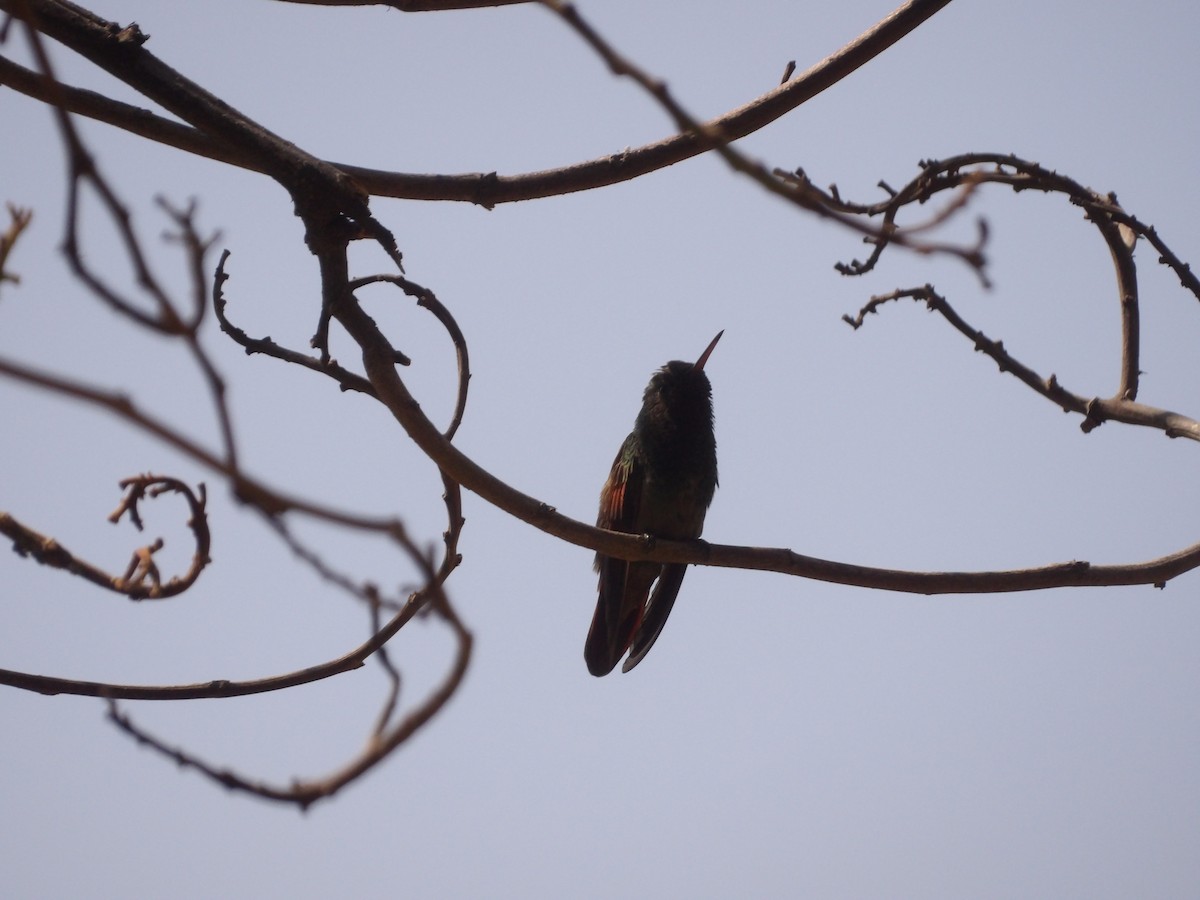 Berylline Hummingbird (Northern) - ML619676532