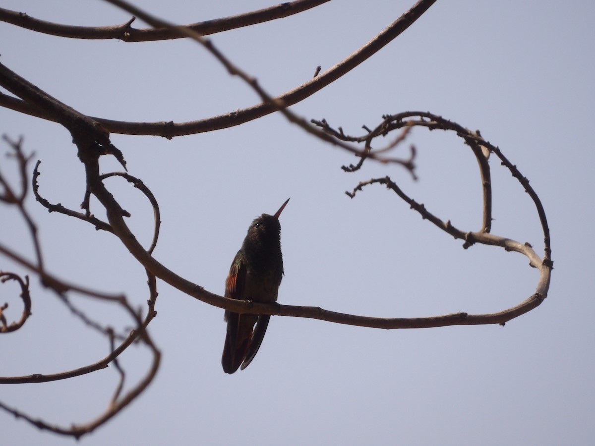 Berylline Hummingbird (Northern) - ML619676539