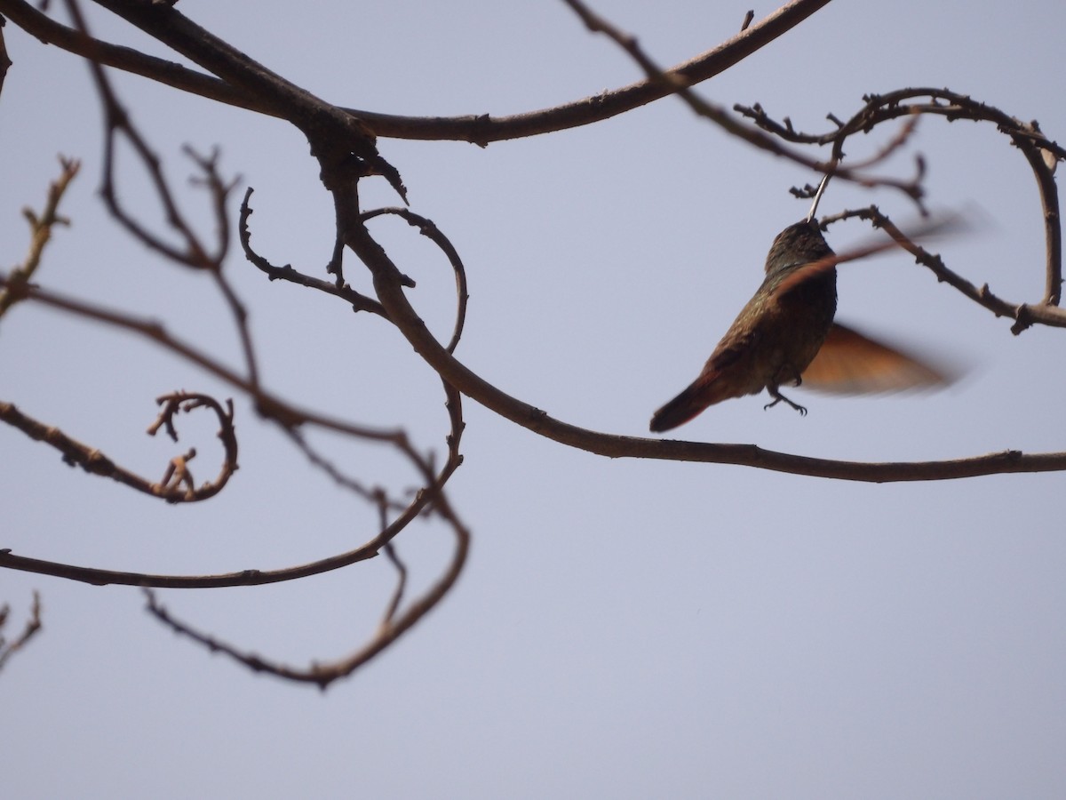 Berylline Hummingbird (Northern) - ML619676560