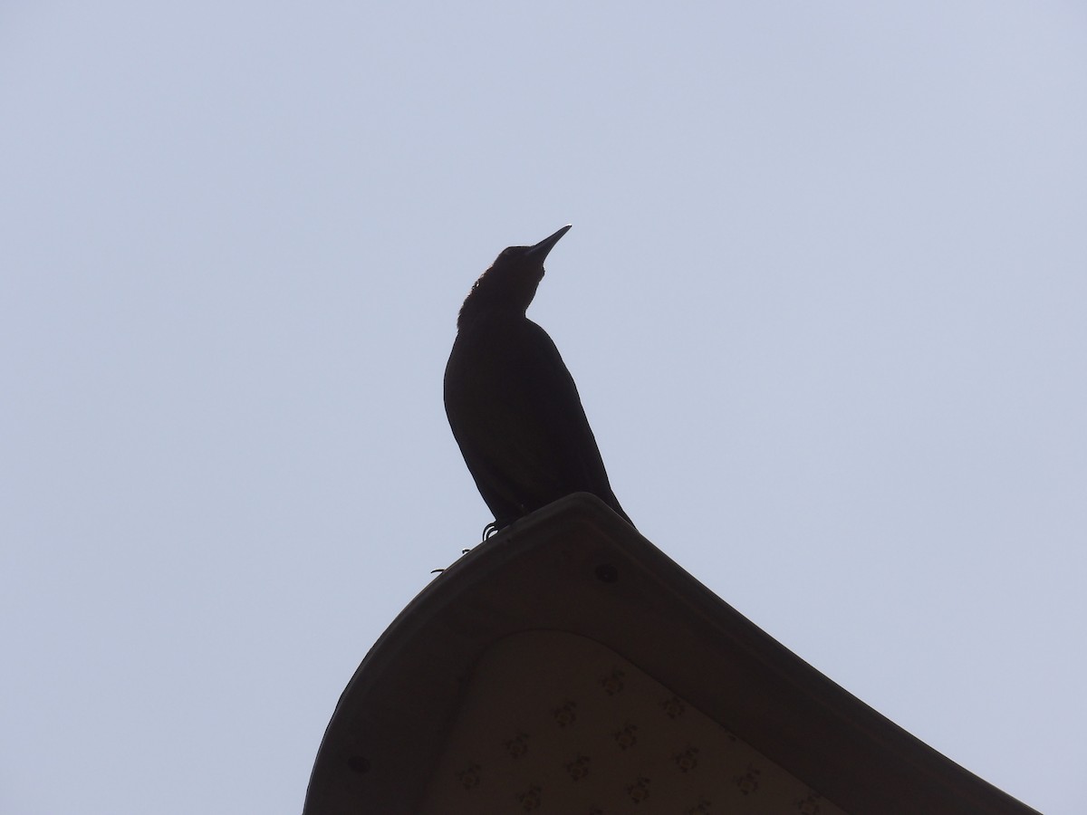 Great-tailed Grackle - ML619676593