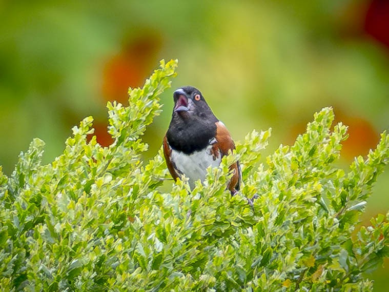 Spotted Towhee - ML619676597