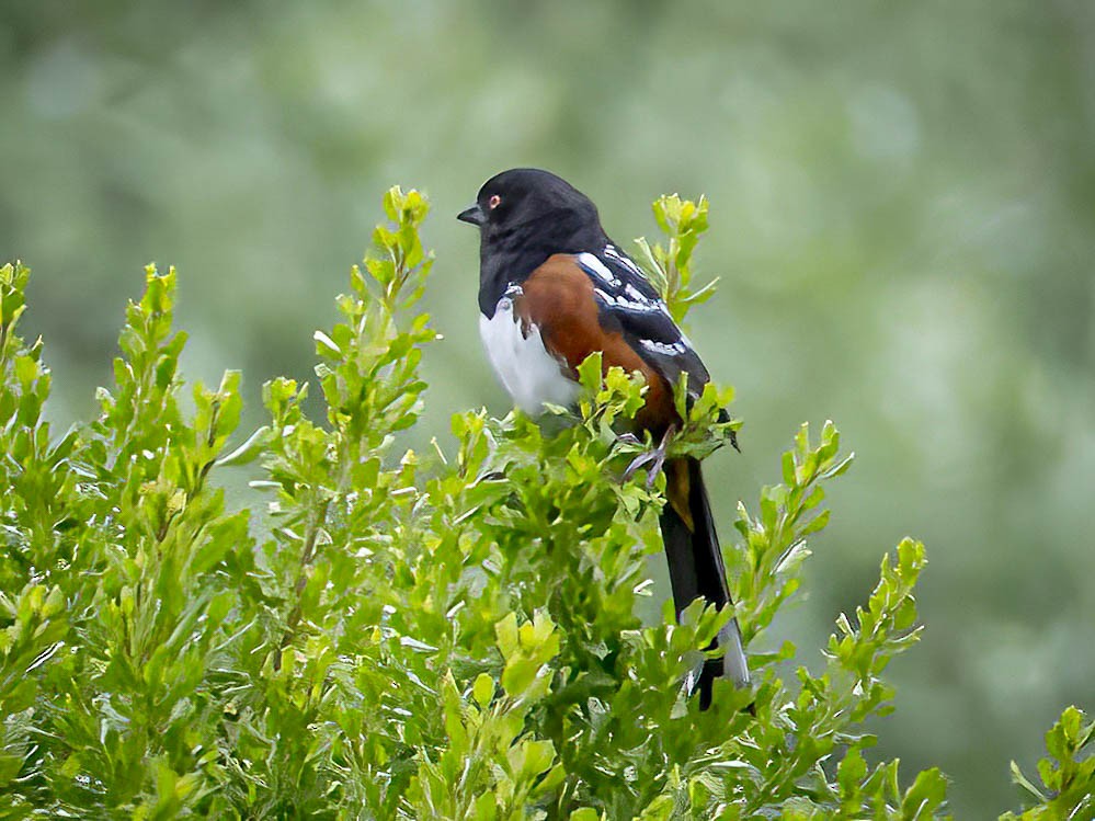 Spotted Towhee - ML619676598