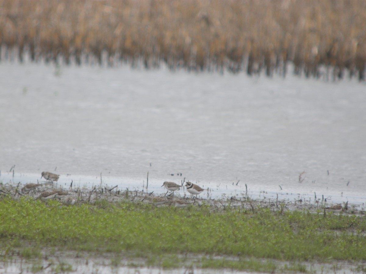 Semipalmated Plover - ML619676712