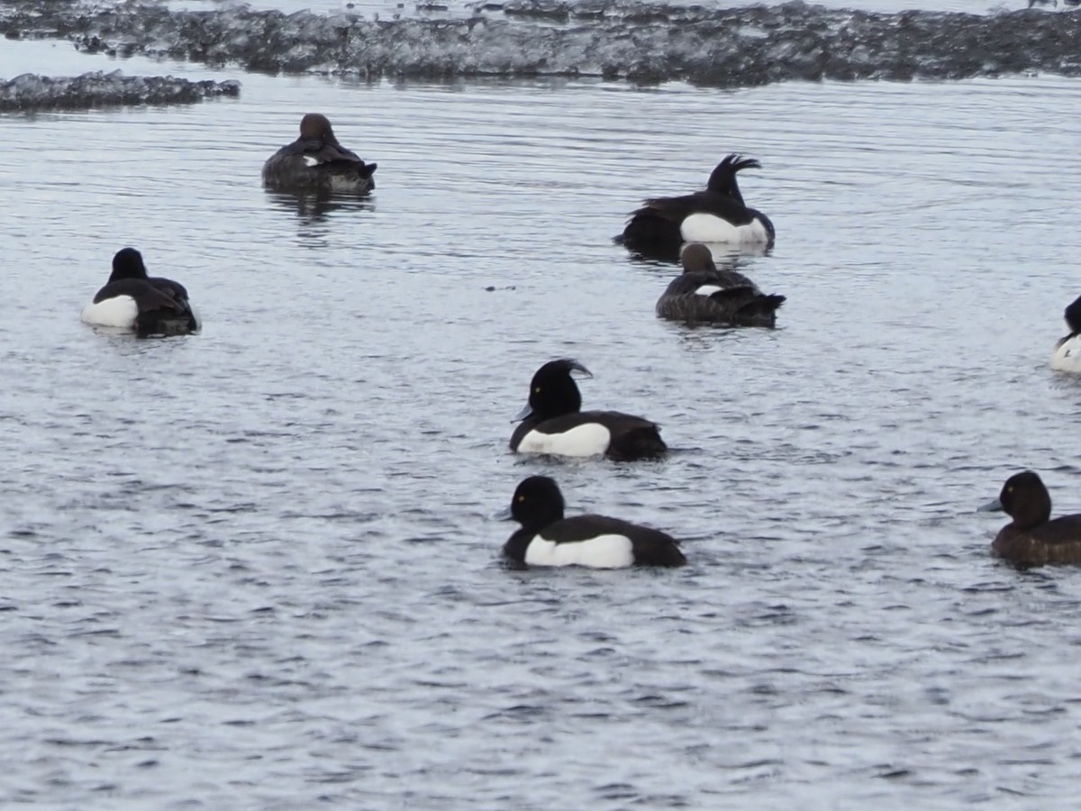 Tufted Duck - ML619676718