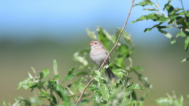 Field Sparrow - ML619676778