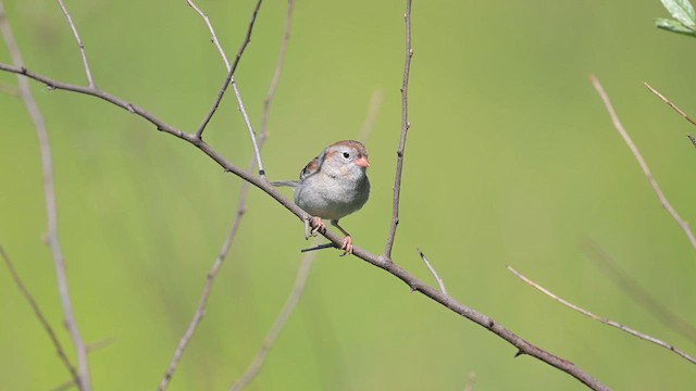 Field Sparrow - ML619676784