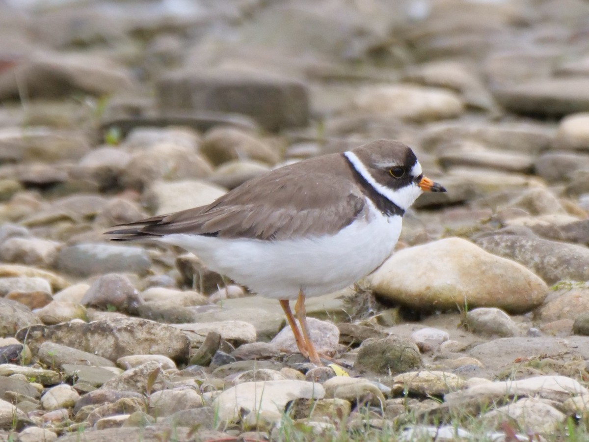 Semipalmated Plover - ML619676797