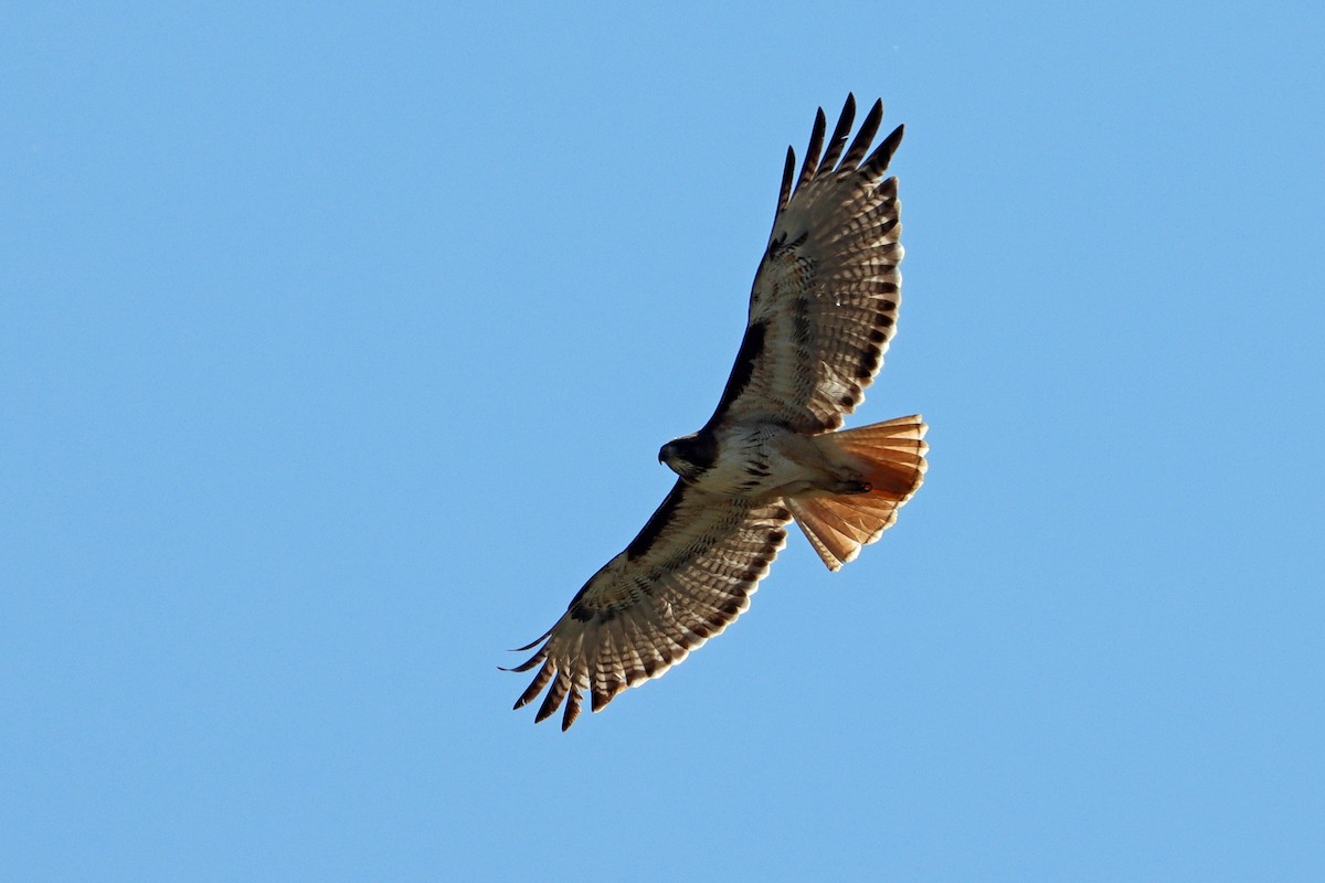 Red-tailed Hawk - ML619676862