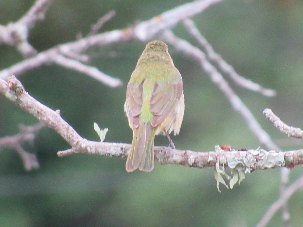 Painted Bunting - ML619676885