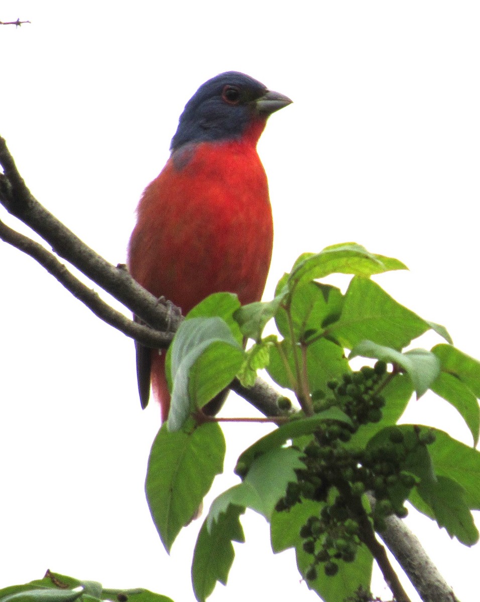 Painted Bunting - ML619676887