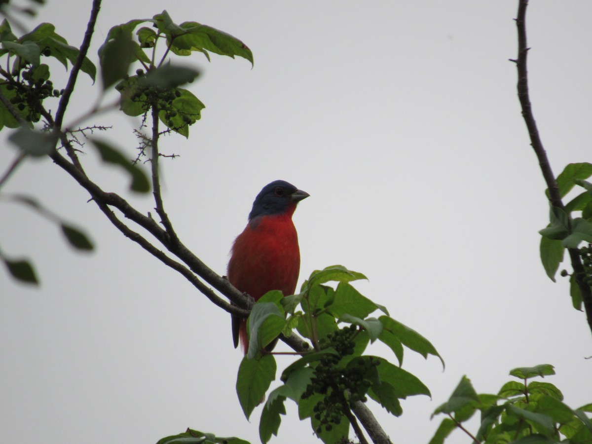 Painted Bunting - ML619676890
