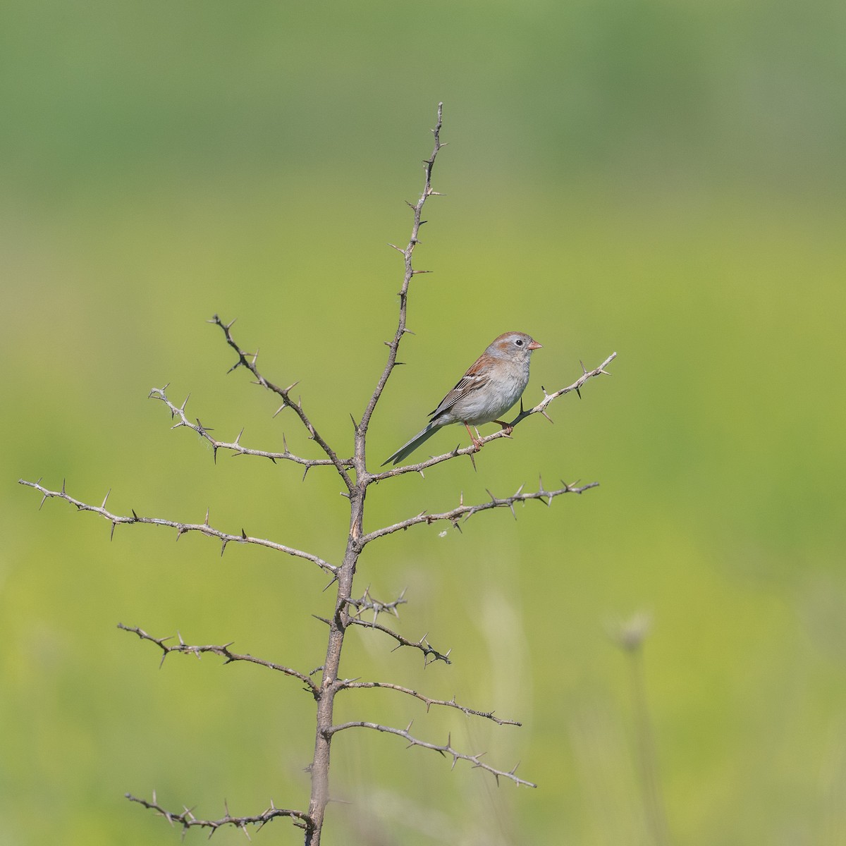 Field Sparrow - ML619676891
