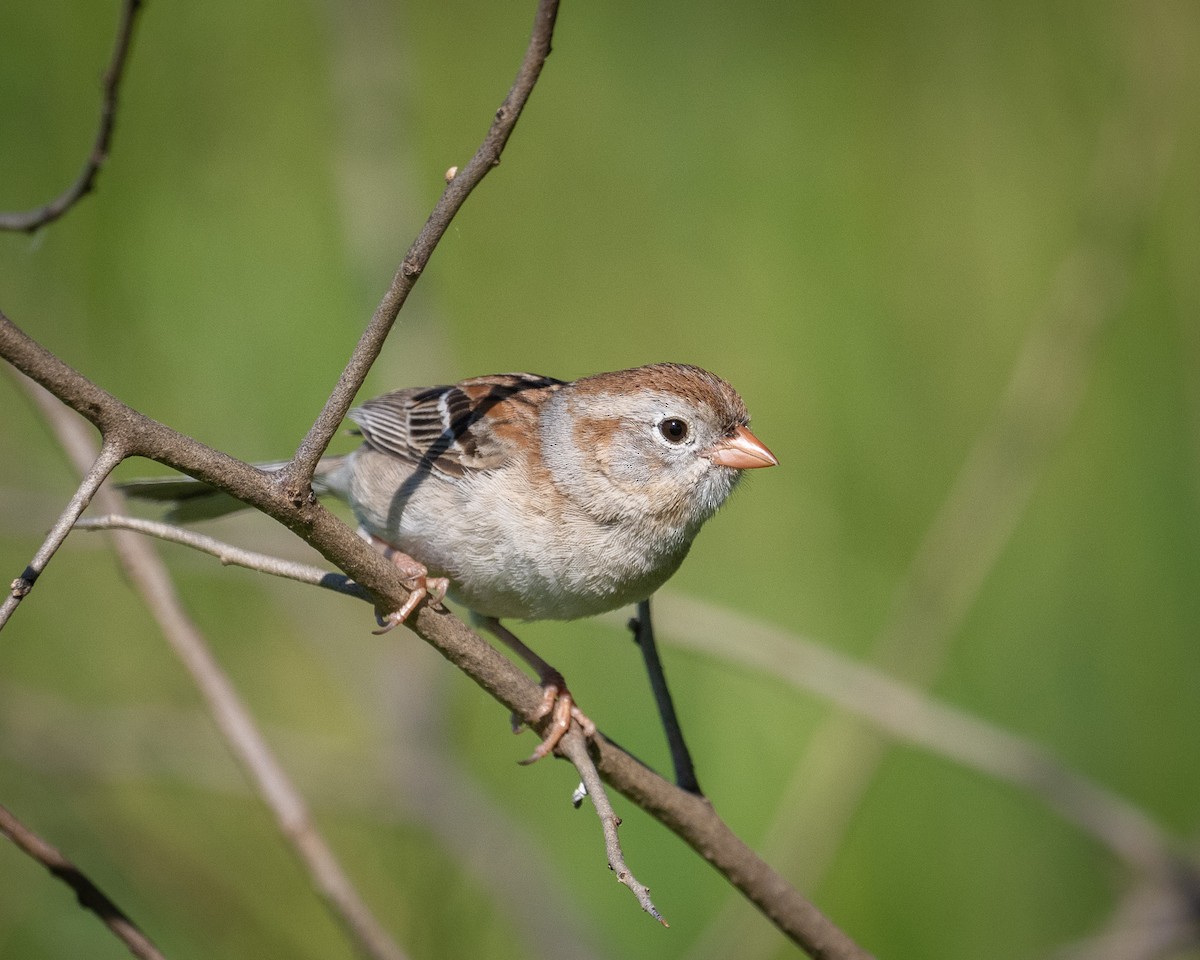 Field Sparrow - ML619676895