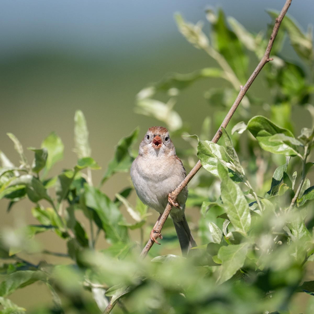 Field Sparrow - ML619676898